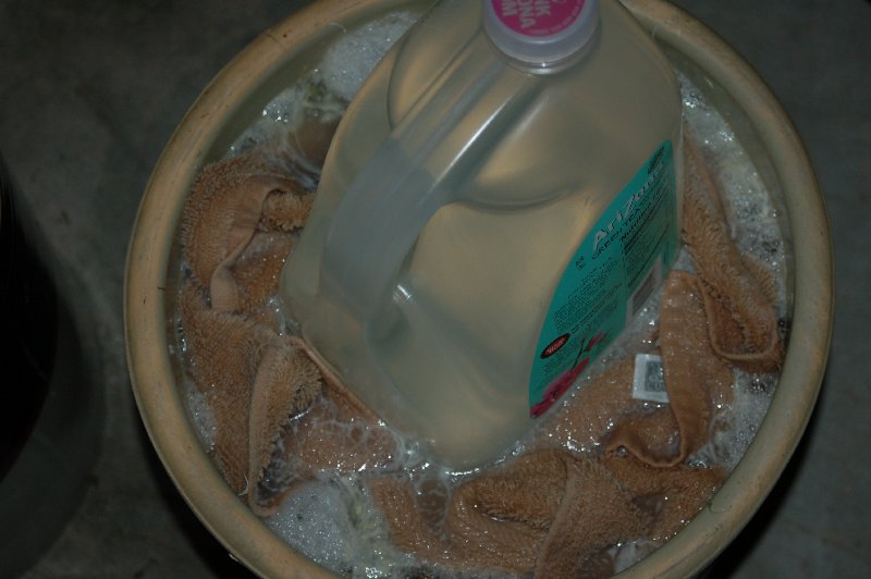 kraut after 7 days of fermenting